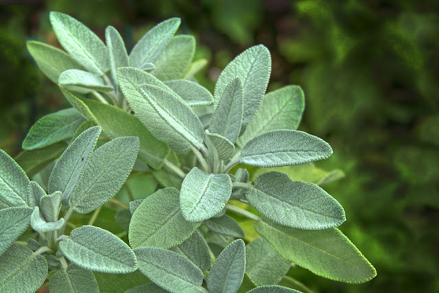 Three Benefits Of The Herb Sage