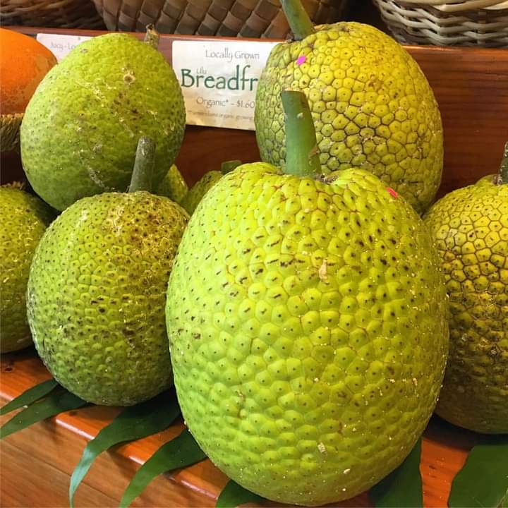 breadfruit for breadfruit pie Caribbean style recipe